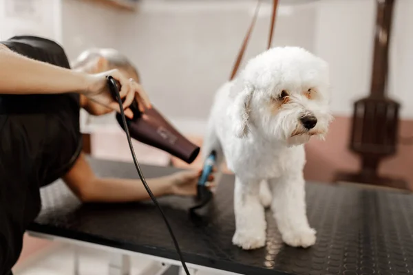 Douche et séchage pour chien au salon de toilettage par un esthéticien pour animaux de compagnie — Photo