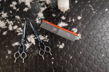 Sarışın bir evcil hayvan güzellik uzmanı ve beyaz safkan bichon. Beyaz köpek tımarı.