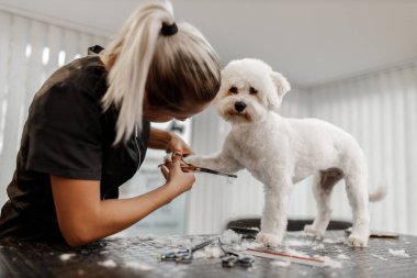 Sarışın bir evcil hayvan güzellik uzmanı ve beyaz safkan bichon. Beyaz köpek tımarı.