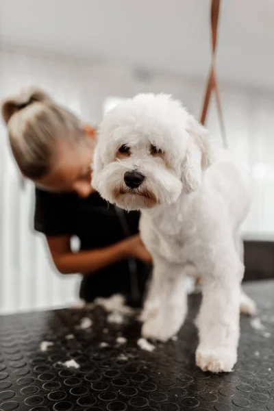 Tiro cortado de um jovem esteticista animal de estimação loira e branco bichon de raça pura. Arrumamento de cão branco. — Fotografia de Stock