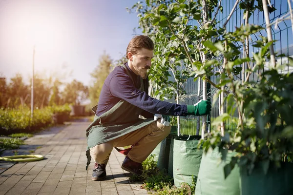 Cropped shot of a young male gardener while clipping or prune the tree in horticulture — Stock Photo, Image