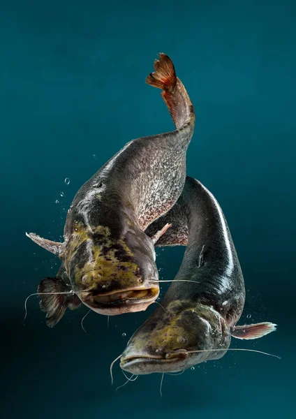 Pesce Gatto Selvatico Sullo Sfondo Blu Concetto Pesce Con Spazio — Foto Stock