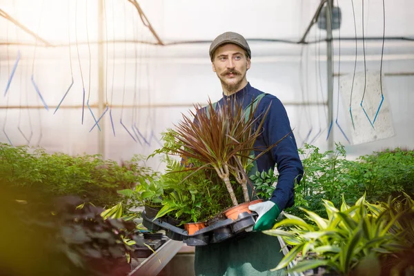 Male Gardener Long Mustache Working Greenhouse Arranging Nursing Plants Flowers — Stock Photo, Image