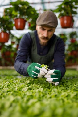 Uzun bıyıklı erkek bahçıvan serada çalışıyor, bitkileri ve çiçekleri düzenliyor. Çiftçi ve bahçıvanlık konsepti.