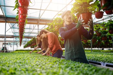 Güneşli serada erkek ve kadın bahçıvanların takım çalışması. Serada genç işçiler konsepti. Bahçecilik, düzenleme ve bakım tesislerinde çalışan çiftçiler..