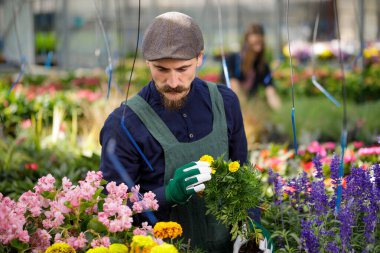 Uzun bıyıklı erkek bahçıvan serada çalışıyor, bitkileri ve çiçekleri düzenliyor. Çiftçi ve bahçıvanlık konsepti.