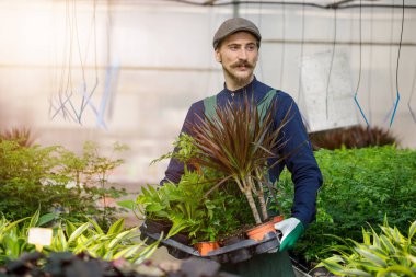 Uzun bıyıklı erkek bahçıvan serada çalışıyor, bitkileri ve çiçekleri düzenliyor. Çiftçi ve bahçıvanlık konsepti.