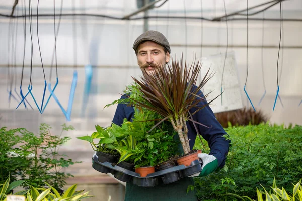 Male Gardener Long Mustache Working Greenhouse Arranging Nursing Plants Flowers — Stock Photo, Image
