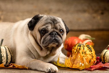 Güz konsepti, sevimli yaşlı pug, renkli kuru yapraklar Ekim ve balkabakları.