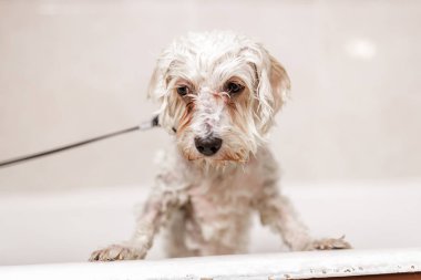 Safkan beyaz Bichon köpek yavrusu evcil hayvan güzellik uzmanı tarafından banyo yapıyor.