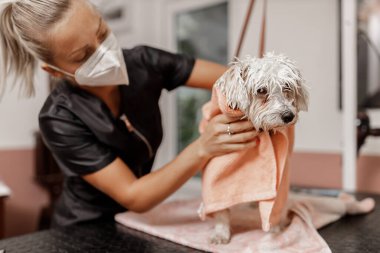 Evcil hayvan güzellik uzmanının kuaföründe duş alıp kurutma.