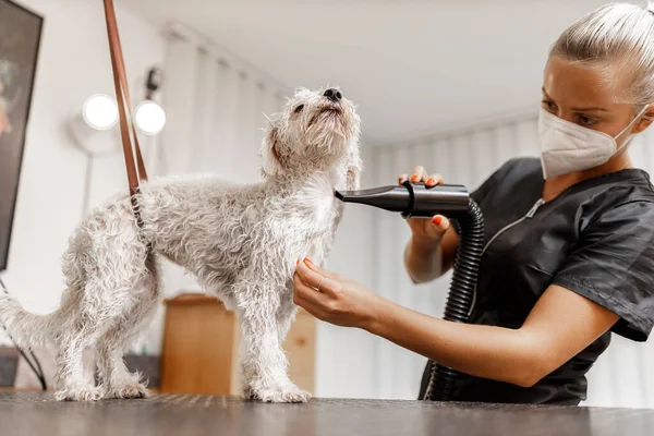 Hondendouchen en drogen in de grooming saloon door schoonheidsspecialiste — Stockfoto