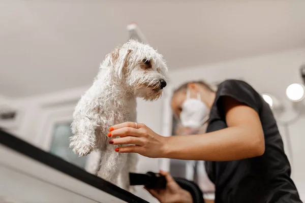 Prysznic dla psów i suszenie w salonie uwodzenia przez kosmetyczkę zwierząt domowych — Zdjęcie stockowe