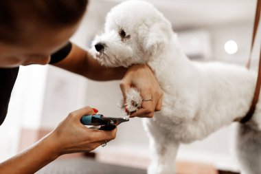 Veterinerde Bichon cinsi köpek yavrusu. Sarışın evcil hayvan güzellik uzmanı beyaz köpeklerin tırnaklarını profesyonel aletlerle kesiyor..