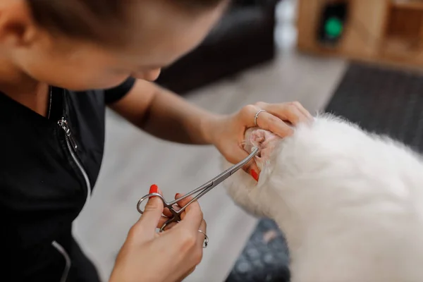 Cropped shot of adorable bichon dog and pet beautician while she rips out the fur from the dogs ear. — Stock Photo, Image