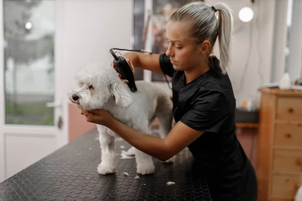 Schnappschuss einer jungen blonden Kosmetikerin und weißem reinrassigen Bichon. Pflege des weißen Hundes. — Stockfoto