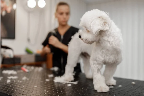 Tiro cortado de um jovem esteticista animal de estimação loira e branco bichon de raça pura. Arrumamento de cão branco. — Fotografia de Stock