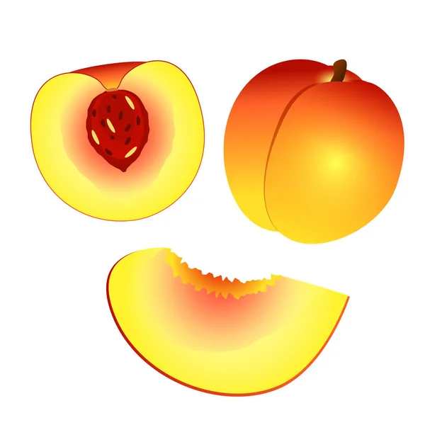 Yellow Orange Peach Half Peach Slice Isolated White Background Vector — Stock Vector