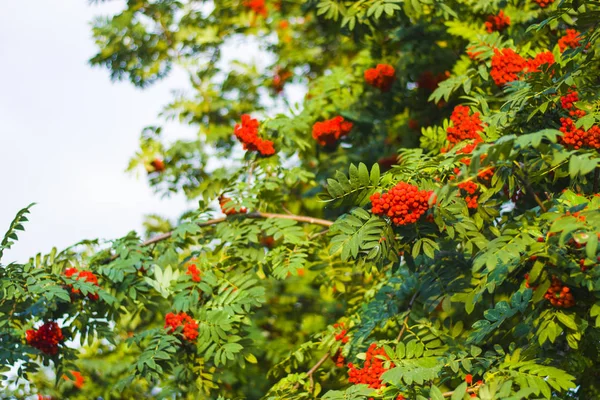 Rijpe Rode Rowan Bessen Takken Met Groene Bladeren Late Zomer — Stockfoto