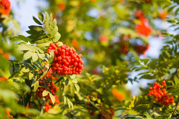 Rowan Bush Com Laranja Bagas Maduras Folhas Verdes Nos Ramos — Fotografia de Stock