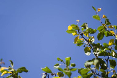 Açık mavi gökyüzü karşı dallar yeşil ve sarı yapraklarda.