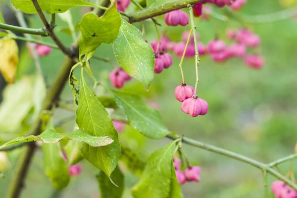 Frutas Carmesim Rosa Verde Amarelo Ramos Bush Jardim Parque Fundo — Fotografia de Stock