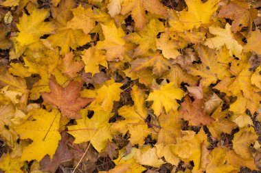 Sarı kırmızı kuru Bordo düşmüş akçaağaç yere sonbahar yaprakları.
