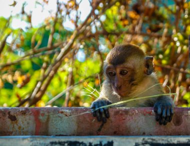 Genç bir maymun bir çitin arkasından bakıyor 