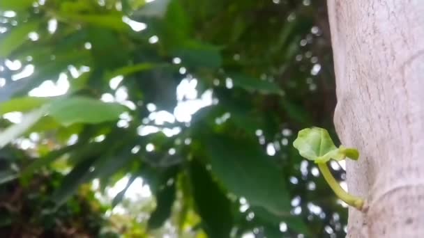 Kleine Groene Blad Van Een Pootpoot Boom Groeien Zijkant Van — Stockvideo