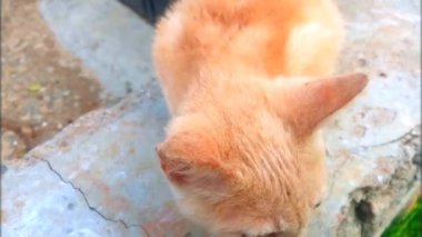 Turuncu kahverengi kürklü şirin bir kedi etrafta görüntüler arıyor. Tetikte ve özenli. Şımarık kulaklı video klibi. Çimentoyla güçlendirilmiş kırsal bir yüzeye oturmuş. Kendini riske atıyor. Sevimli kedicik, kedicik.