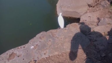 Fotoğraf çekimi için genç, beyaz bir balıkçıl kuşuna yaklaşan turist gölgesi. Kuş dikkatli bir şekilde etrafına bakıyor. Alarm verin. Kuş, bir kayanın üzerinde duruyor. Turist daha yakın bir video klipte. Güneşli bir günde göl.