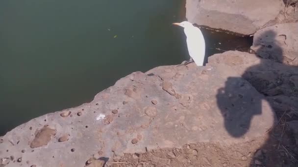Wielki Ptak Egret Oddala Się Tym Jak Został Wystraszony Przez — Wideo stockowe