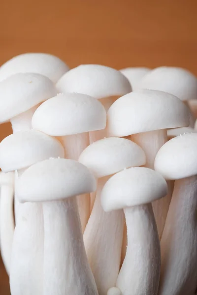 Ciuperci Masa Lemn Materii Prime Pentru Gătit — Fotografie, imagine de stoc