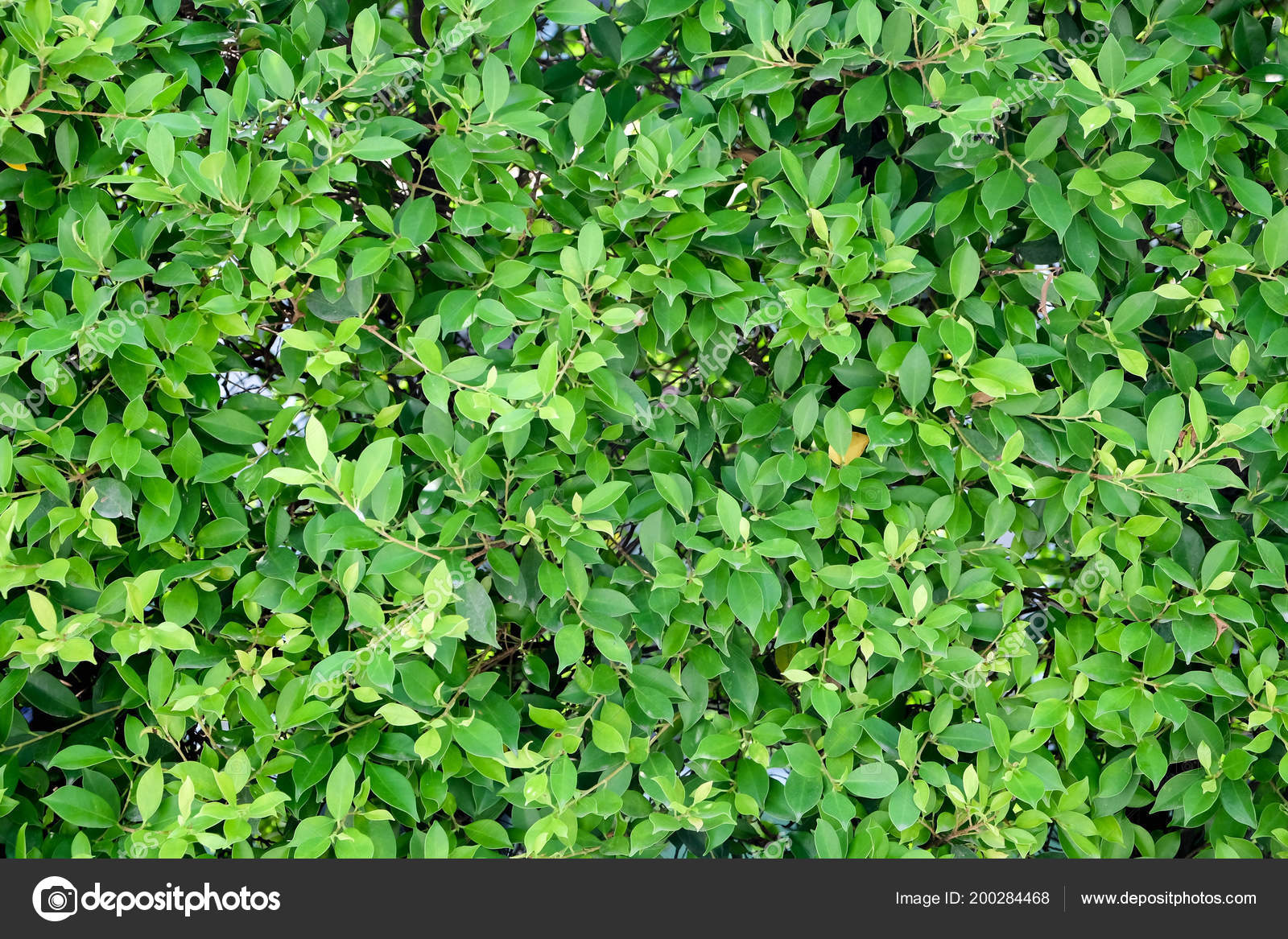 Green Ivy Bush Wall Garden \u2014 Stock Photo © nattapol 200284468