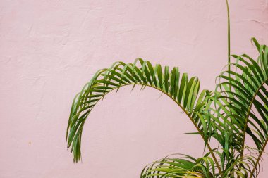 beyaz duvar arka plan ile yeşil palmiye yaprağı