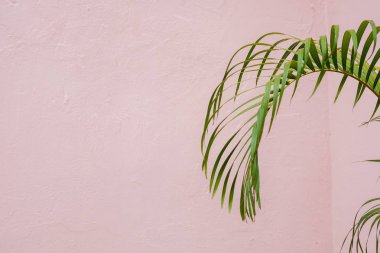 beyaz duvar arka plan ile yeşil palmiye yaprağı