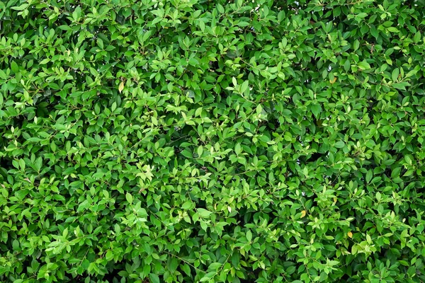 Bush Zeď Zahradě Zelený Břečťan — Stock fotografie
