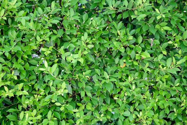 yeşil Ivy bush duvar Bahçe