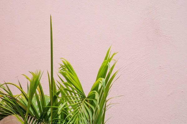 beyaz duvar arka plan ile yeşil palmiye yaprağı