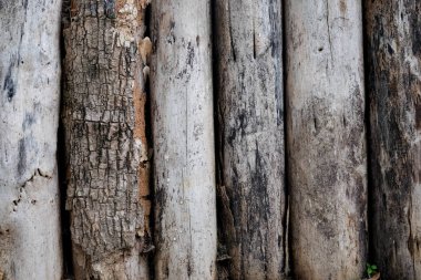  arka plan doku eski kabuğu