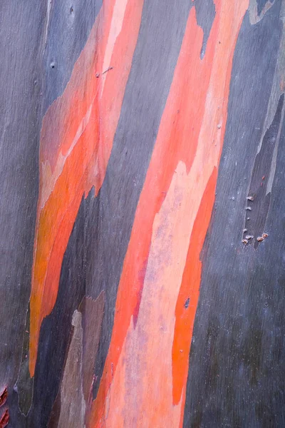 Casca Arco Íris Eucalipto Fundo Textura — Fotografia de Stock