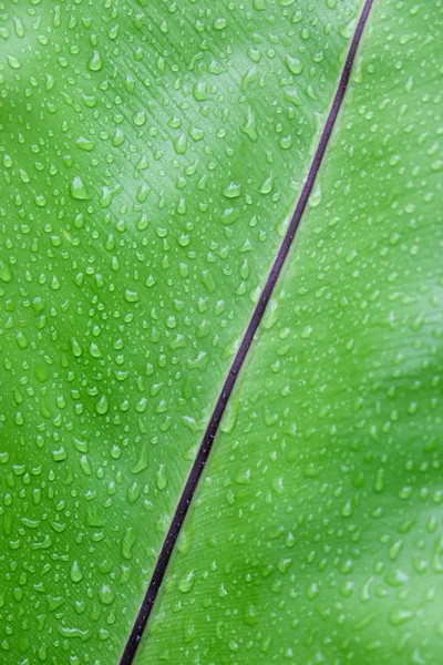 Green Leaf Water Drop Texture — Stock Photo, Image