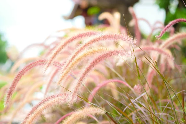 Bakgrund Mjuk Silke Blomma Gräs Med Solnedgång Naturen — Stockfoto