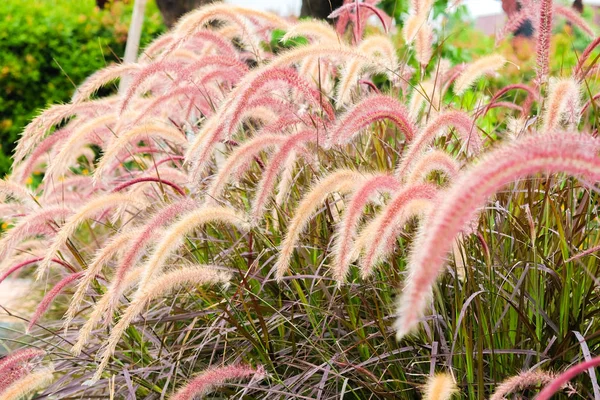 Fond Herbe Fleur Soie Douce Avec Coucher Soleil Dans Nature — Photo