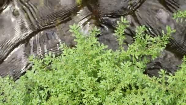Malebná Příroda Krásný Vodopád — Stock video