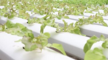 Organik hydroponic sebze çiftliği