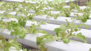 Organik hydroponic sebze çiftliği