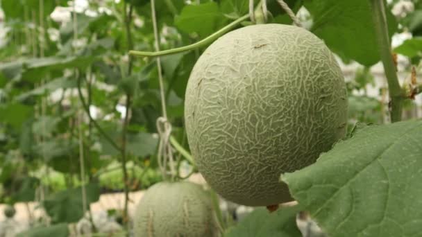 Fresh Cantaloupe Hanging Tree Green Melon Garden — Stock Video