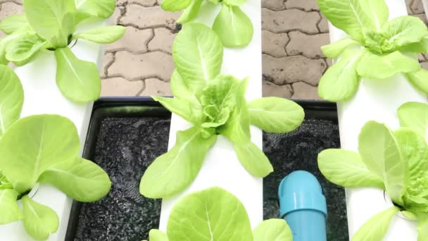 Organik Hydroponic Sebze Çiftliği — Stok video