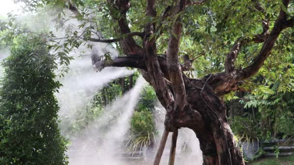 Dimma Vatten Eller Mist Spray Munstycke Setup Träd För Vattning — Stockvideo